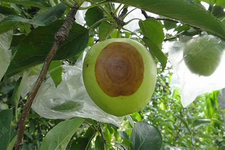 苹果病害以及防治方法？