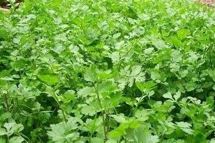 立秋后香菜种植指南：掌握这些技巧，收获绿色健康的美味