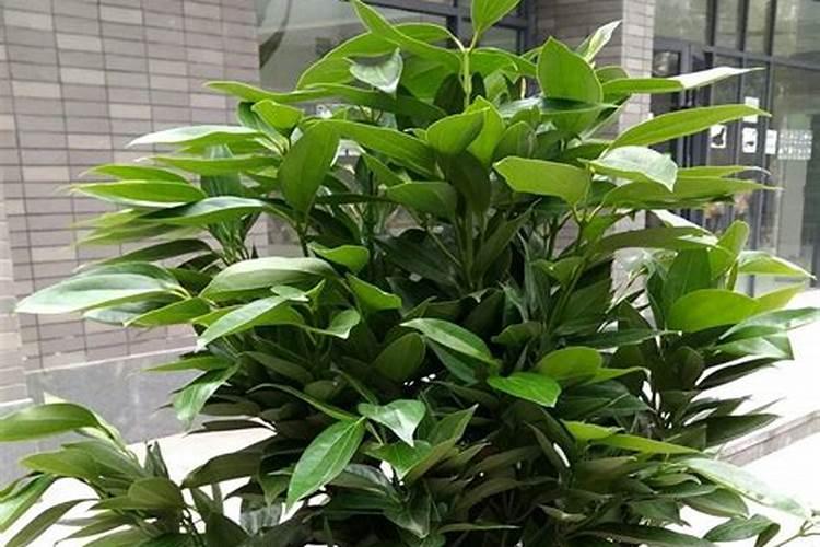 平安树：自然界的空气净化器与药用宝库