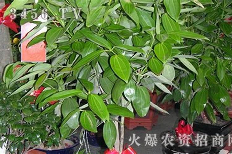 平安树：自然界的空气净化器与药用宝库
