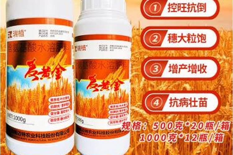 金黄麦水溶肥好不好用？