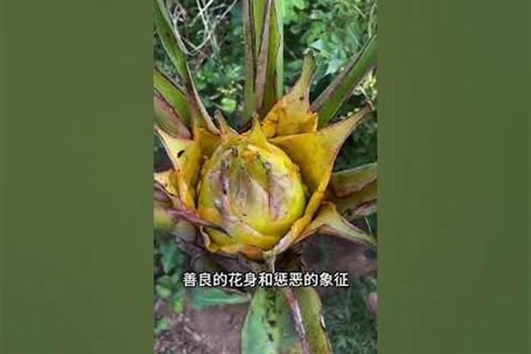 筑牢健康防线：把好莲病防治第一关