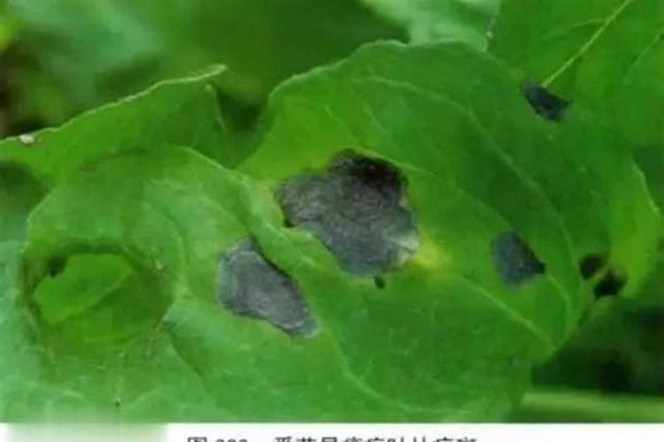 战胜番茄日烧病：全面防治策略解析
