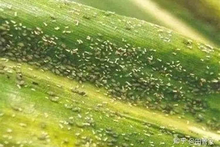 蒲公英的守护者：蚜虫防治策略详解