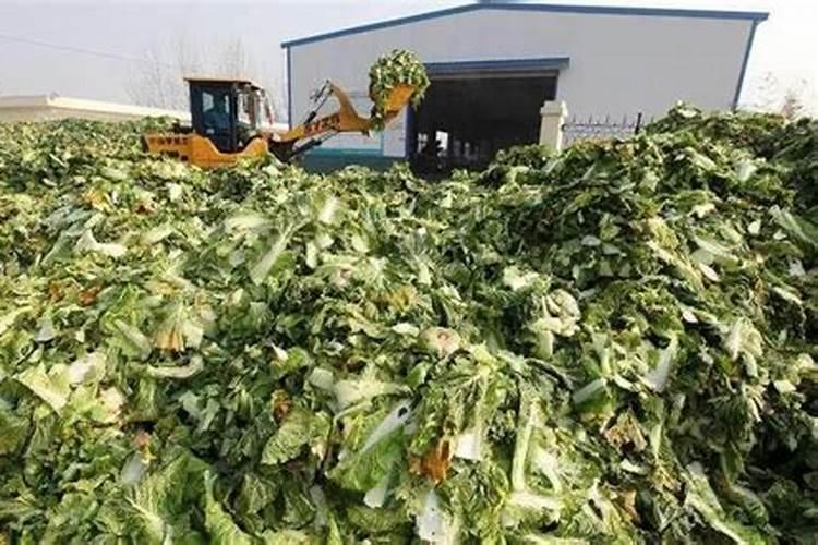 食用菌废料：转化为绿色肥料的黄金法则