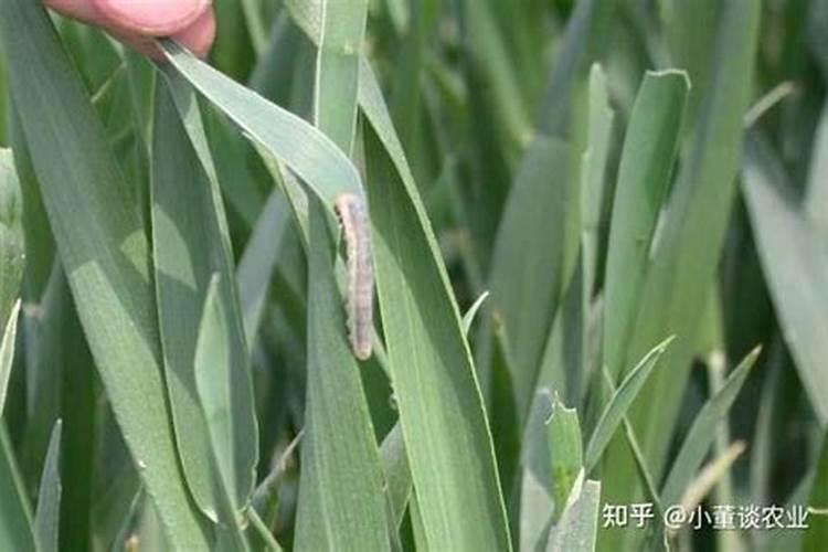 小麦粘虫主要危害哪些作物？