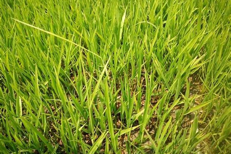水稻恶苗病：症状、传播途径、病因及防治措施
