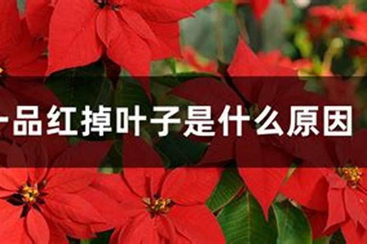 一品红落叶的原因？一品红落叶是什么原因