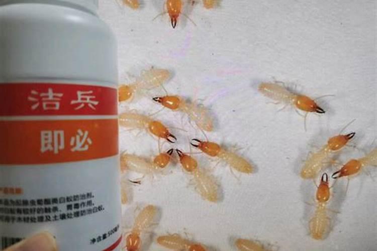 向蚂蚁宣战：有效使用农药的策略与注意事项