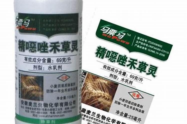 如果在大麦上喷施精恶唑禾草灵会怎么样？