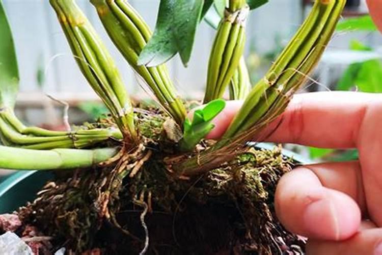 石斛茎叶腐烂，是怎么原因？