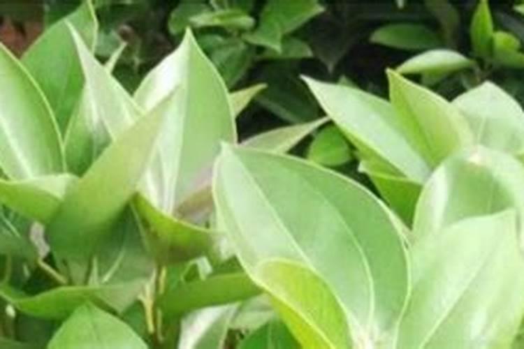平安树叶子干枯怎么办，四种原因以及解决办法？