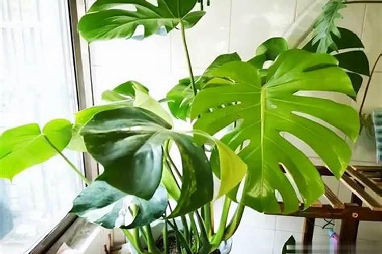 绿意盎然：龟背竹施肥指南