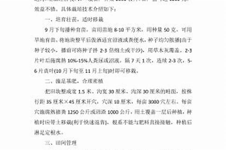 梅州芥菜无公害栽培要点