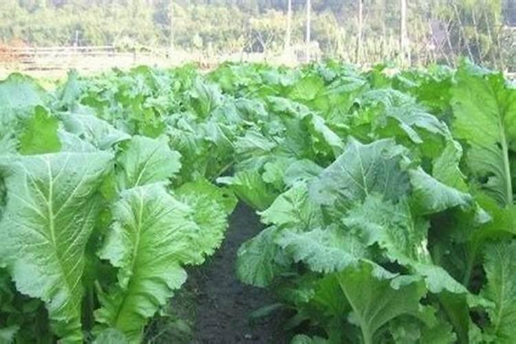 梅州芥菜无公害栽培要点