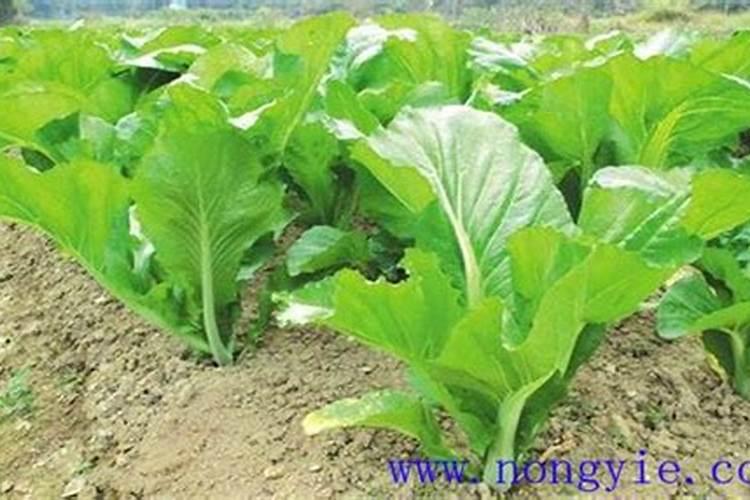 梅州芥菜无公害栽培要点
