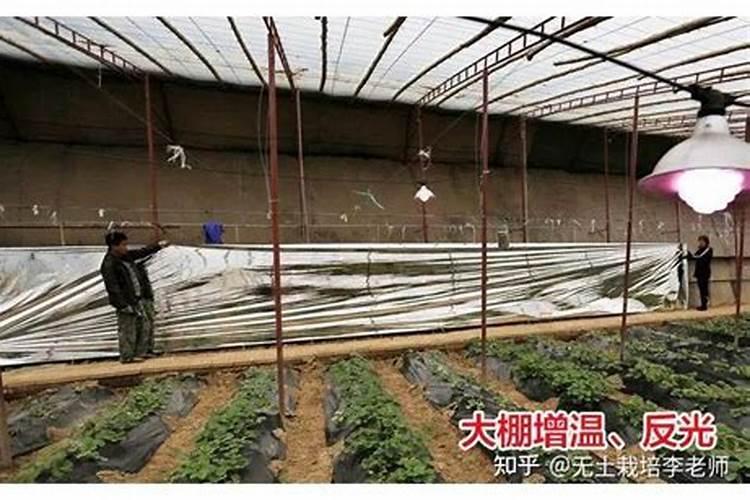 设施蔬菜冬季应对低温寒流