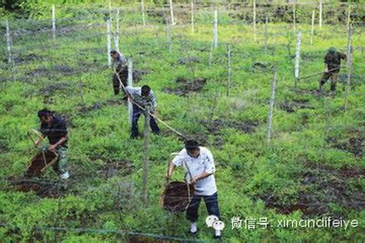 化肥作种肥技术要点