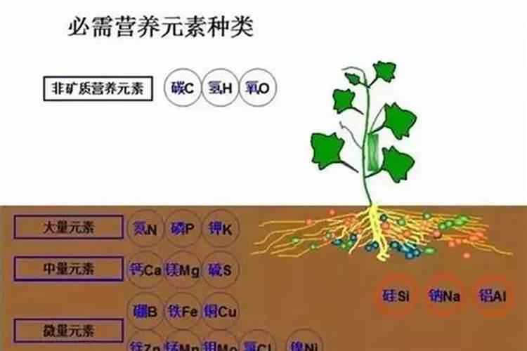 小麦缺少微量元素会出现什么症状？