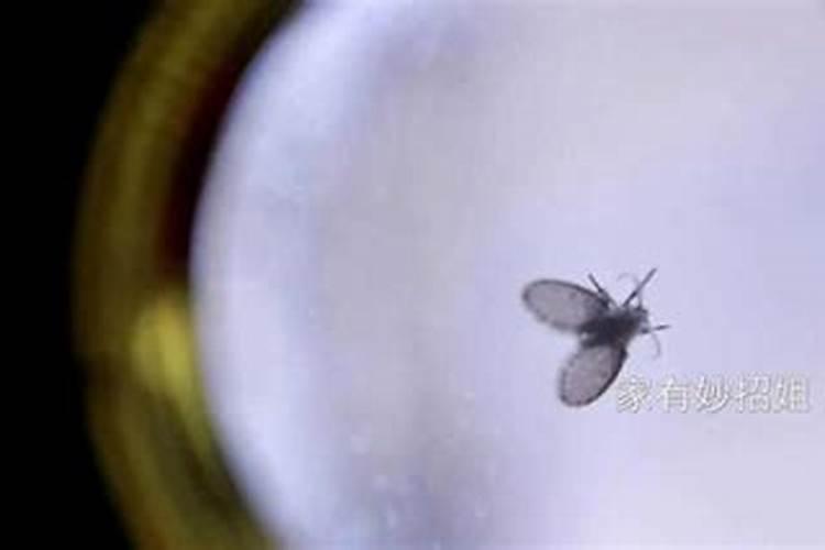 家庭养花：如何有效驱除柠檬树上的小红虫？