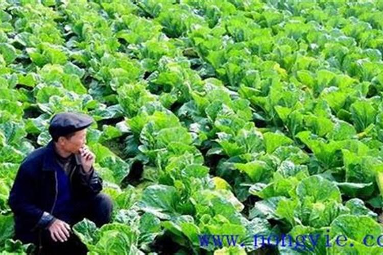夏初白菜肥水管理知识大讲堂：确保健康生长的关键步骤