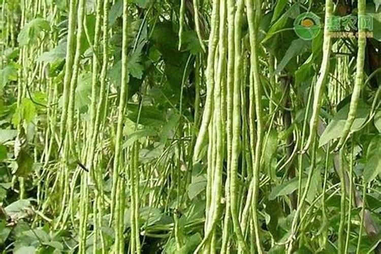 秋豆角栽培技术
