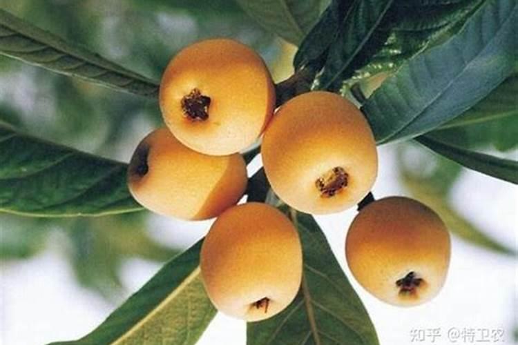 枇杷防寒保温的秘籍：守护金色果实的关键措施