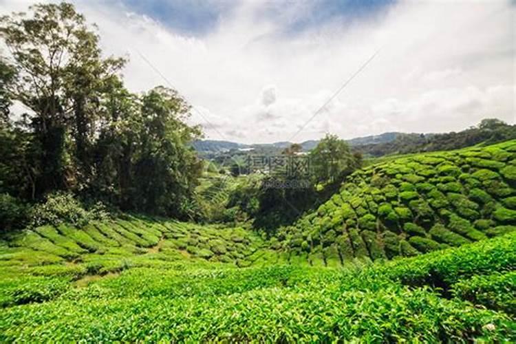高山绿色宝库：山地适宜种植的药材与树木