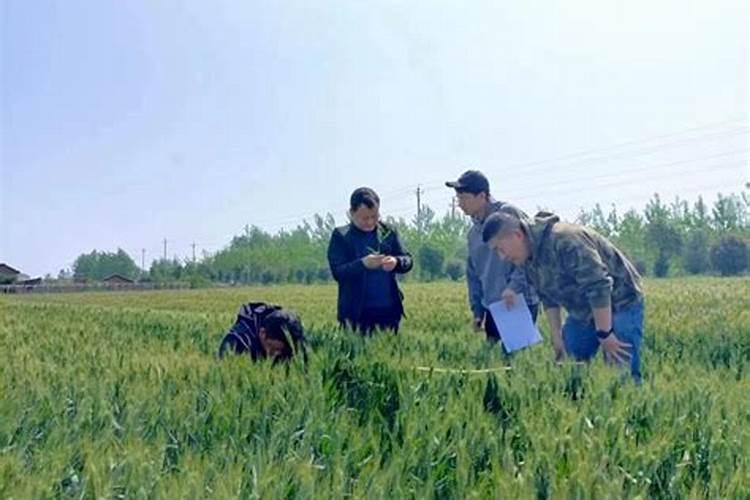 掌握小麦发育进程适时进行科学管理