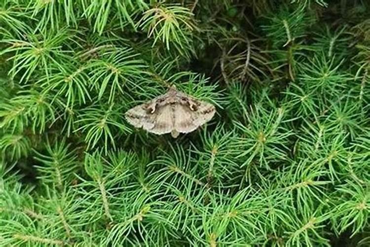 葱田斜纹夜蛾防治：策略与实践
