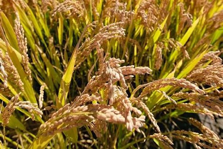 水稻旱育稀植技术：农业创新的绿色典范