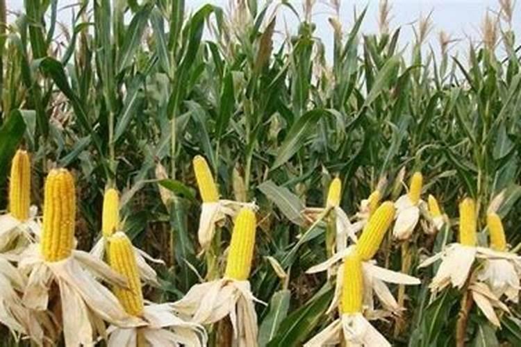 绿色耕耘：玉米免耕棉花栽培要点解析