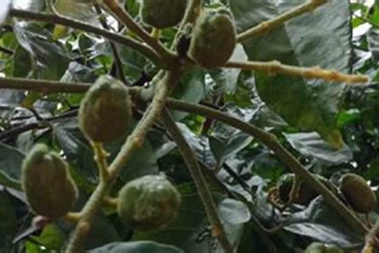 如何促进黄皮果花芽分化？