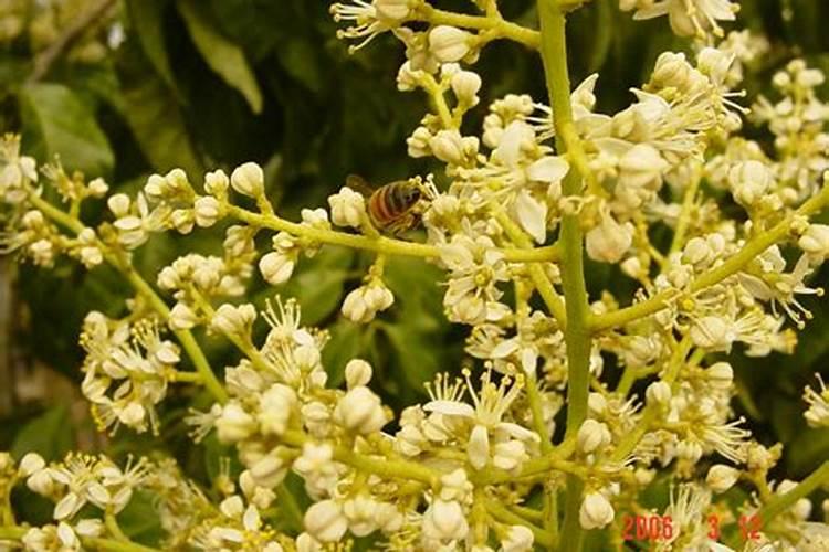 如何促进黄皮果花芽分化？