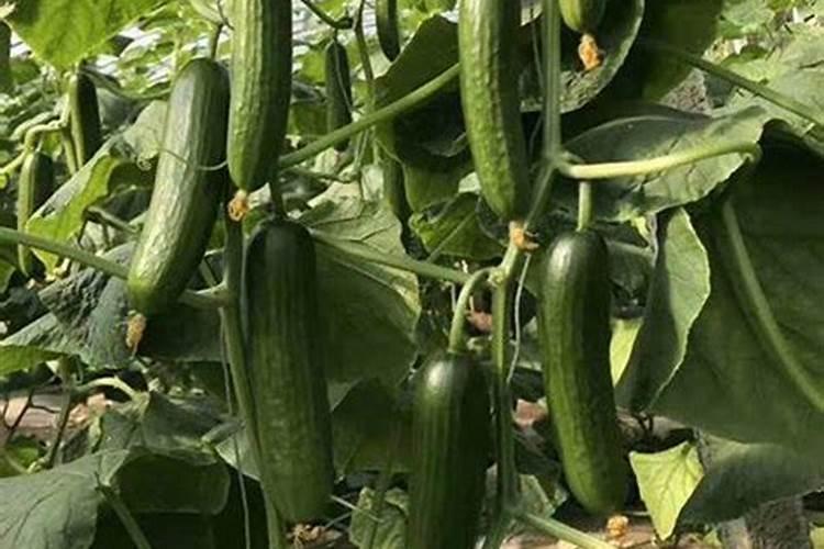 燕白黄瓜打什么叶面肥效果好？