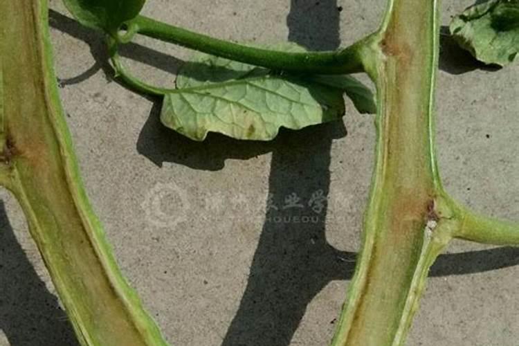 揭秘火焰木感染根腐病的真相：原因与对策