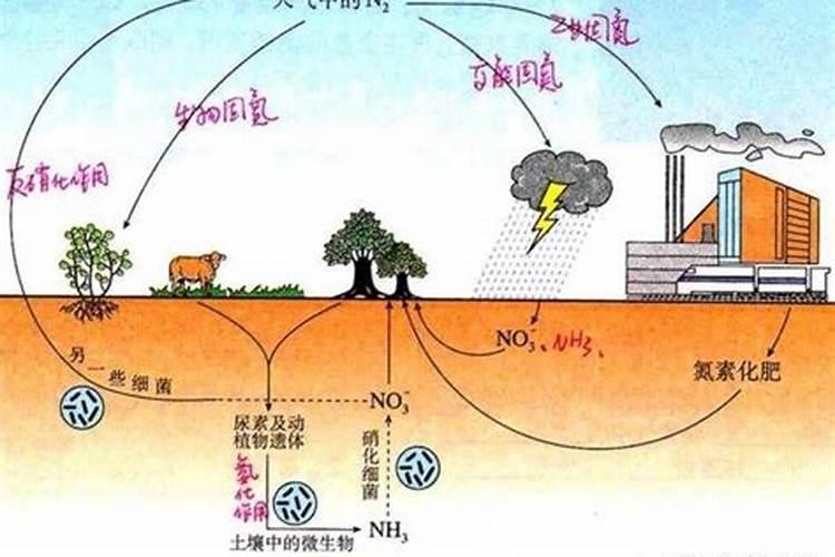 几种氮肥的转化时间是多少？