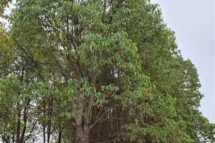 香樟移植容易死亡的几个原因？
