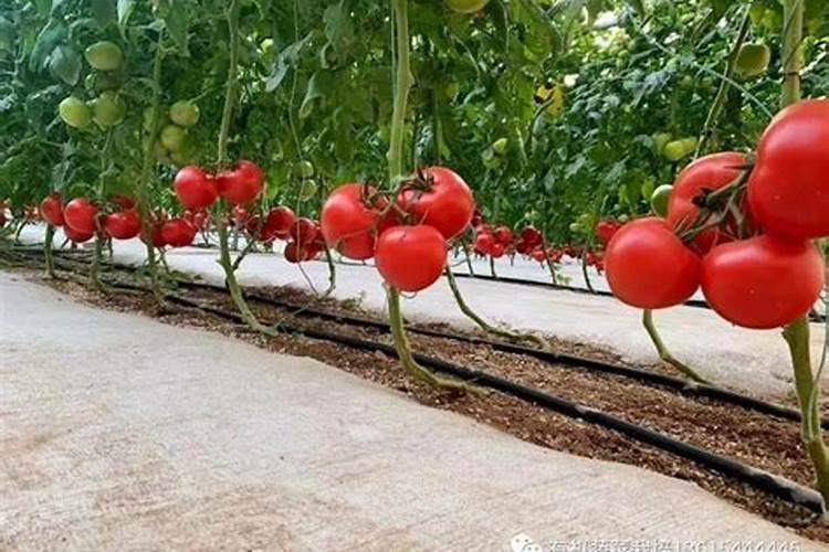 西红柿水肥管理技术要点介绍