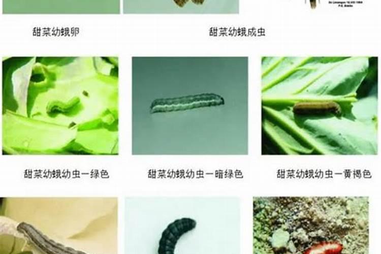 8月棉花甜菜夜蛾的农药防治技巧全解