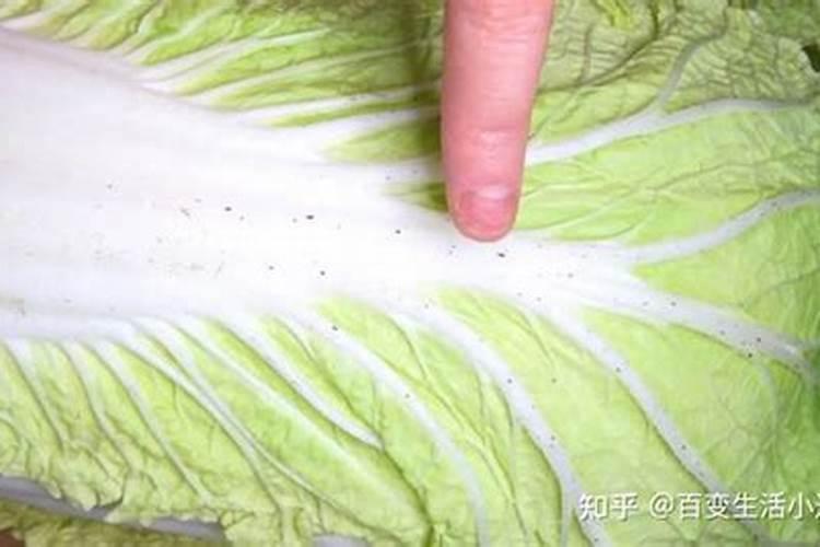大白菜上有虫子打什么药？
