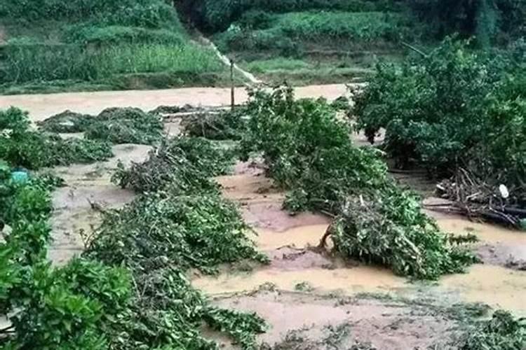 果树受风害后怎样处理？