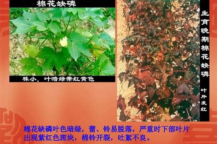 棉花缺磷什么症状？