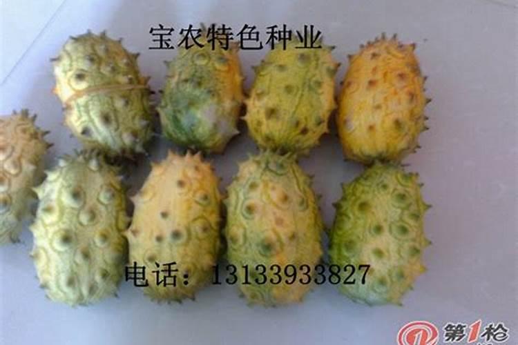 解密新瓜果“火星果”种植技术