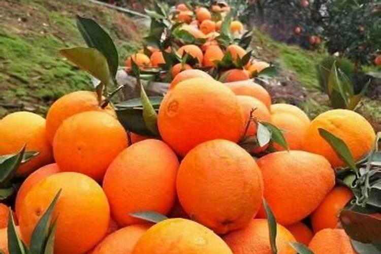 橙香四溢：重庆奉节脐橙三月份管理工作探秘