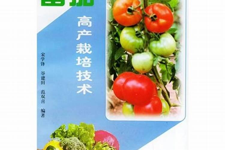 番茄高产的秘诀：合理施肥技术解析