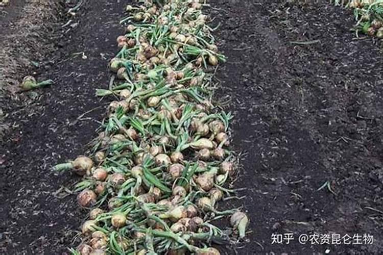 防治大蒜白腐病害有何法？