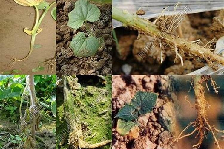 揭秘荔枝树沤根的科学治理：药剂选择与使用指南