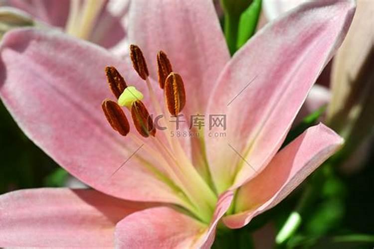 百合生长秘籍：精心管理，绽放美丽