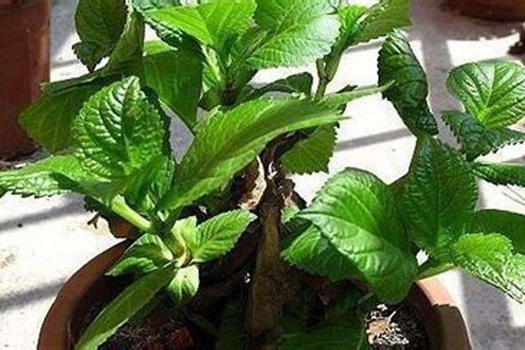 叶子花不开花的原因